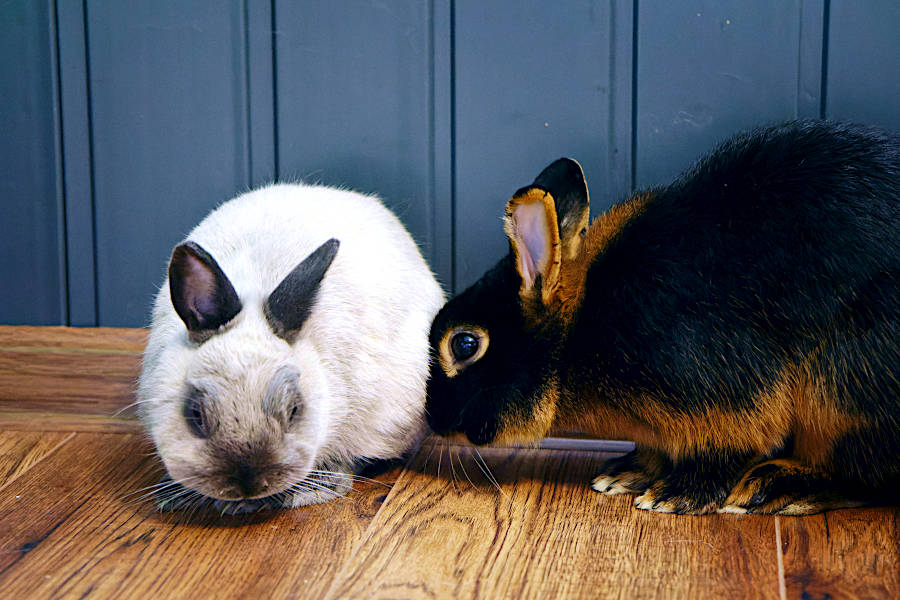 galeria królików